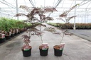 Albizia julibrissin 'Summer Chocolate' (PBR) cont. 3,6L 40-60 cm +p