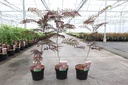 Albizia julibrissin 'Summer Chocolate' (PBR) cont. 3,6L 40-60 cm +p