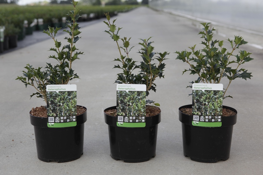 [P] Osmanthus heterophyllus cont. 3,6L 30-40 cm +ф