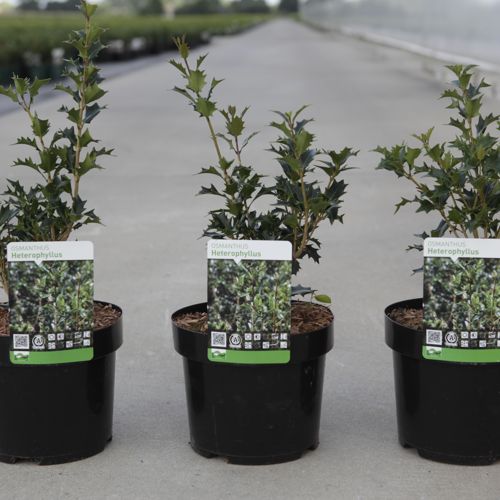 Osmanthus heterophyllus cont. 3,6L 30-40 cm +B