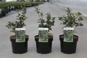 Osmanthus heterophyllus cont. 3,6L 30-40 cm +p