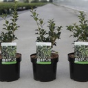 Osmanthus heterophyllus cont. 3,6L 30-40 cm +p