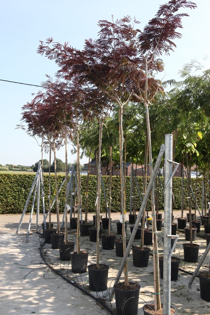 Albizia julibrissin 'Summer Chocolate' (PBR) cont. 30L hoogstam 8-10