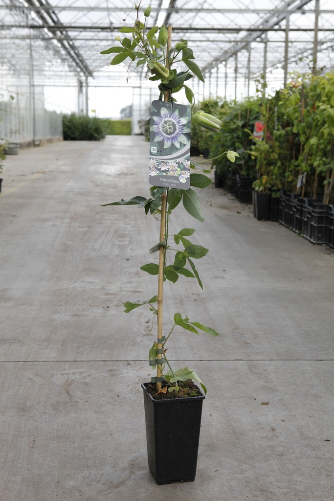 Passiflora caerulea cont. 2L hoog 60-80 cm +f