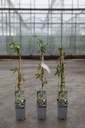 Passiflora caerulea cont. 2L выс. 60-80 cm +ф