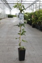 Passiflora caerulea cont. 2L hoog 60-80 cm +f