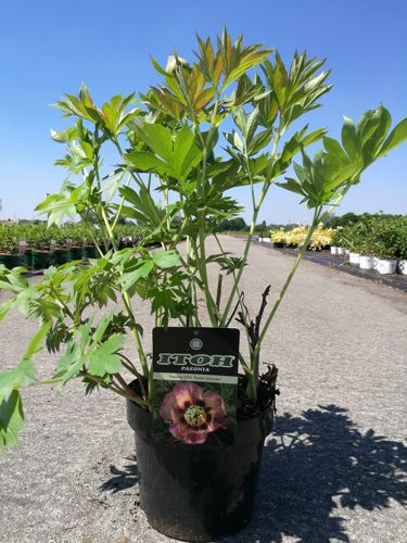 [P] Paeonia ITOH 'Pastel Splendor' cont. 4L hoch FC (rosa) +B