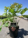 Paeonia ITOH 'Pastel Splendor' cont. 4L hoog FC (pink) +p