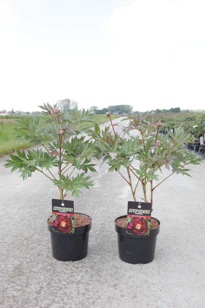 [P] Paeonia ITOH 'Scarlet Heaven' cont. 4L hoog FC (red) +p