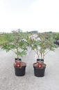 Paeonia ITOH 'Scarlet Heaven' cont. 4L hoch FC (rot) +B