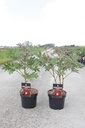 Paeonia ITOH 'Scarlet Heaven' cont. 4L hoog FC (red) +p