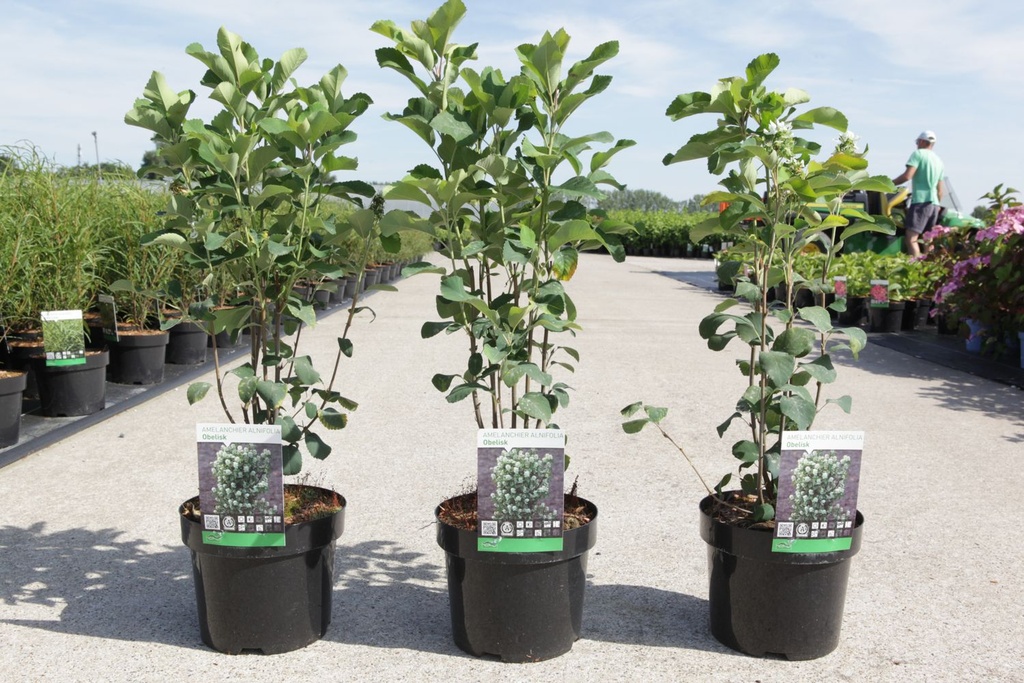 Amelanchier alnifolia 'Obelisk' (PBR) cont. 3,6L 40-50 cm +B