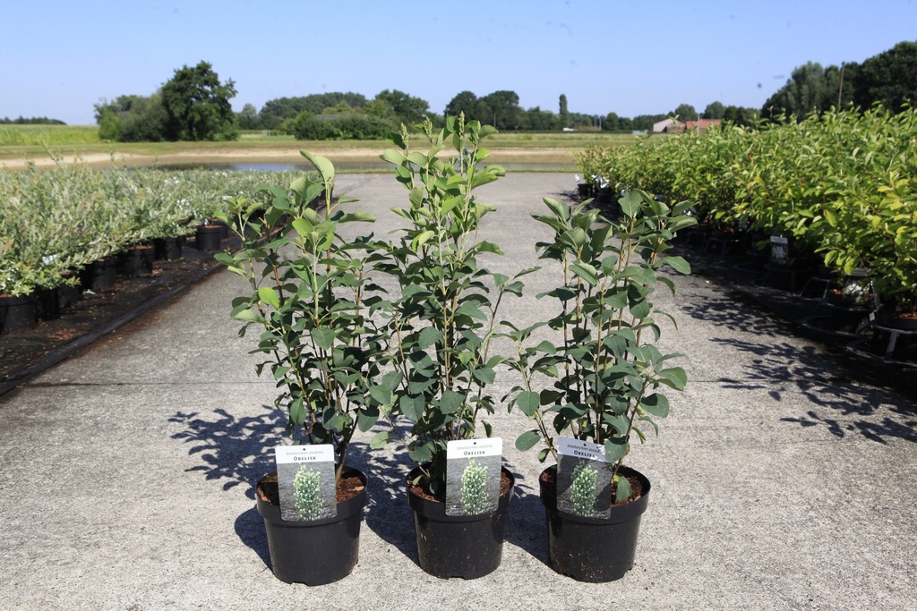 [P] Amelanchier alnifolia 'Obelisk' (PBR) cont. 3,6L 40-50 cm +p