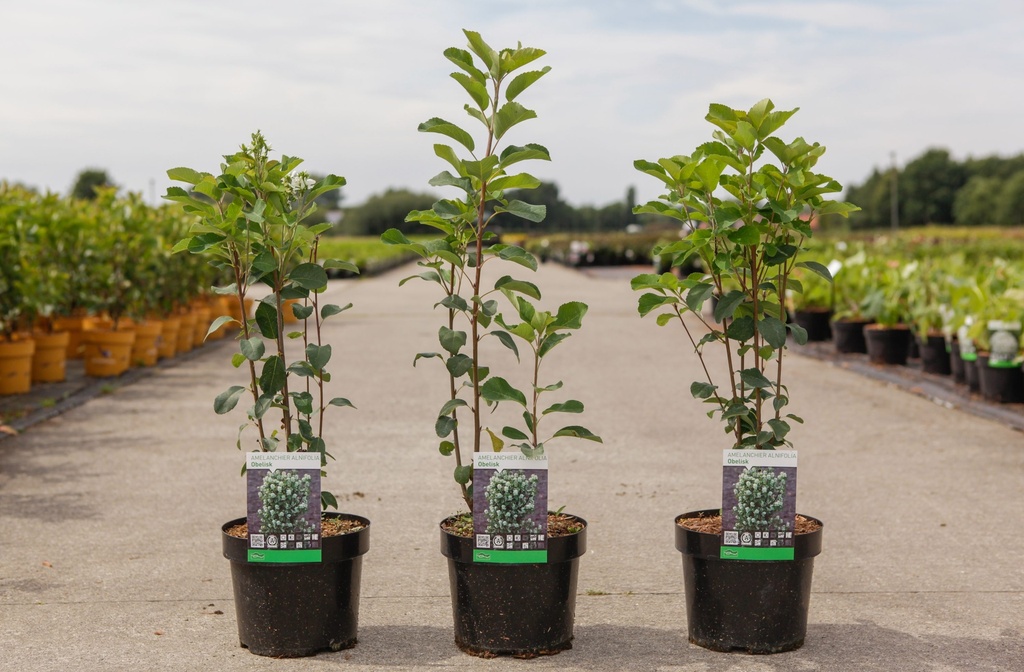 [P] Amelanchier alnifolia 'Obelisk' (PBR) cont. 3,6L 40-50 cm +p