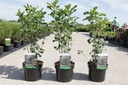 Amelanchier alnifolia 'Obelisk' (PBR) cont. 3,6L 40-50 cm +B