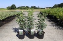 Amelanchier alnifolia 'Obelisk' (PBR) cont. 3,6L 40-50 cm +f