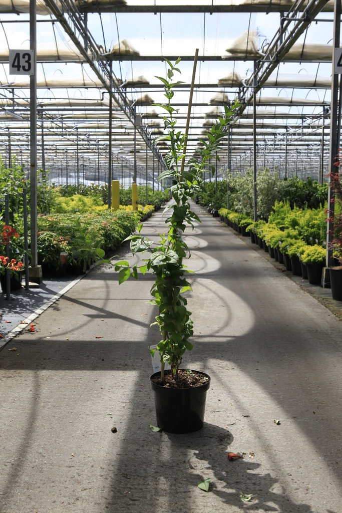 [P] Abeliophyllum distichum cont. 7,5L 50-60 cm +ф