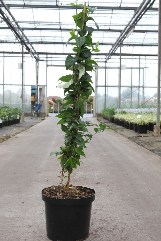 Abeliophyllum distichum cont. 7,5L 50-60 cm +ф
