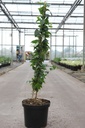 Abeliophyllum distichum cont. 7,5L 50-60 cm +B