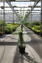 Abeliophyllum distichum cont. 7,5L 50-60 cm +p