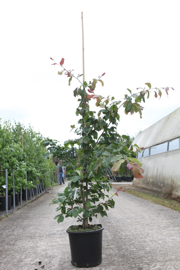 Parrotia persica cont. 18L 150-175 cm multistam