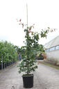 Parrotia persica cont. 18L 150-175 cm +ф