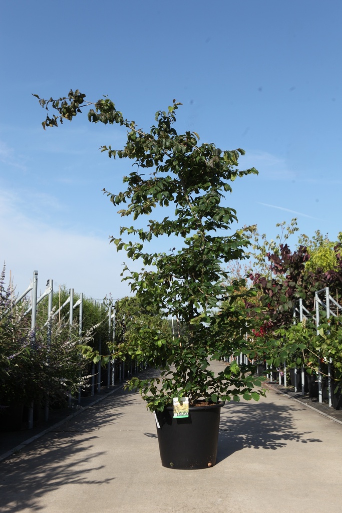 [P] Parrotia persica Kont. 50L 150-175 cm