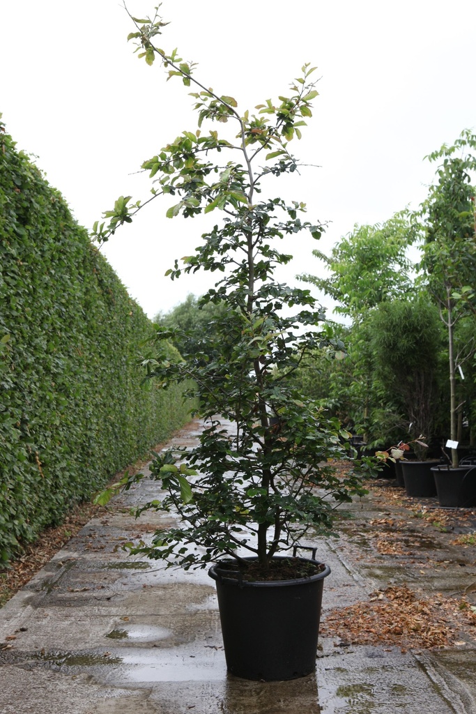[P] Parrotia persica cont. 50L 150-175 cm
