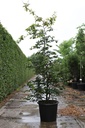 Parrotia persica cont. 50L 150-175 cm