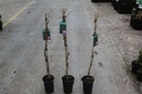 Parthenocissus quinquefolia 'Engelmannii'' cont. 10L 175-200 cm