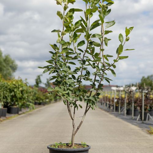 [P] Amelanchier 'Ballerina' cont. 15L 100-125 cm +B