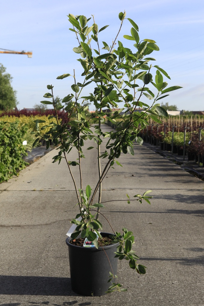 [P] Amelanchier 'Ballerina' cont. 15L 100-125 cm +f