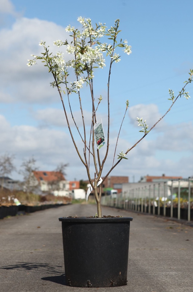 [P] Amelanchier 'Ballerina' cont. 15L 100-125 cm +p