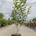 Amelanchier 'Ballerina' cont. 15L 100-125 cm +p