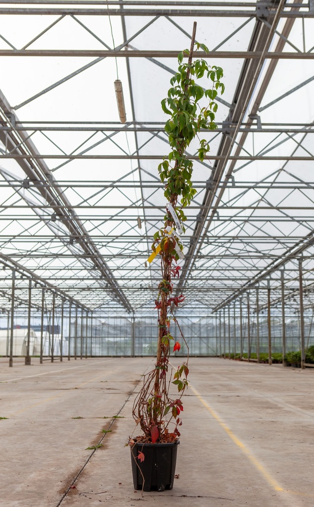 Parthenocissus quinquefolia cont. 10L 175-200 cm +f