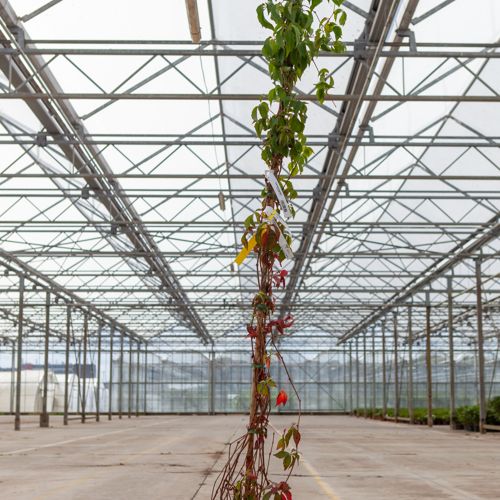 [P] Parthenocissus quinquefolia cont. 10L 175-200 cm +p