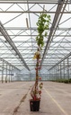 Parthenocissus quinquefolia cont. 10L 175-200 cm +f
