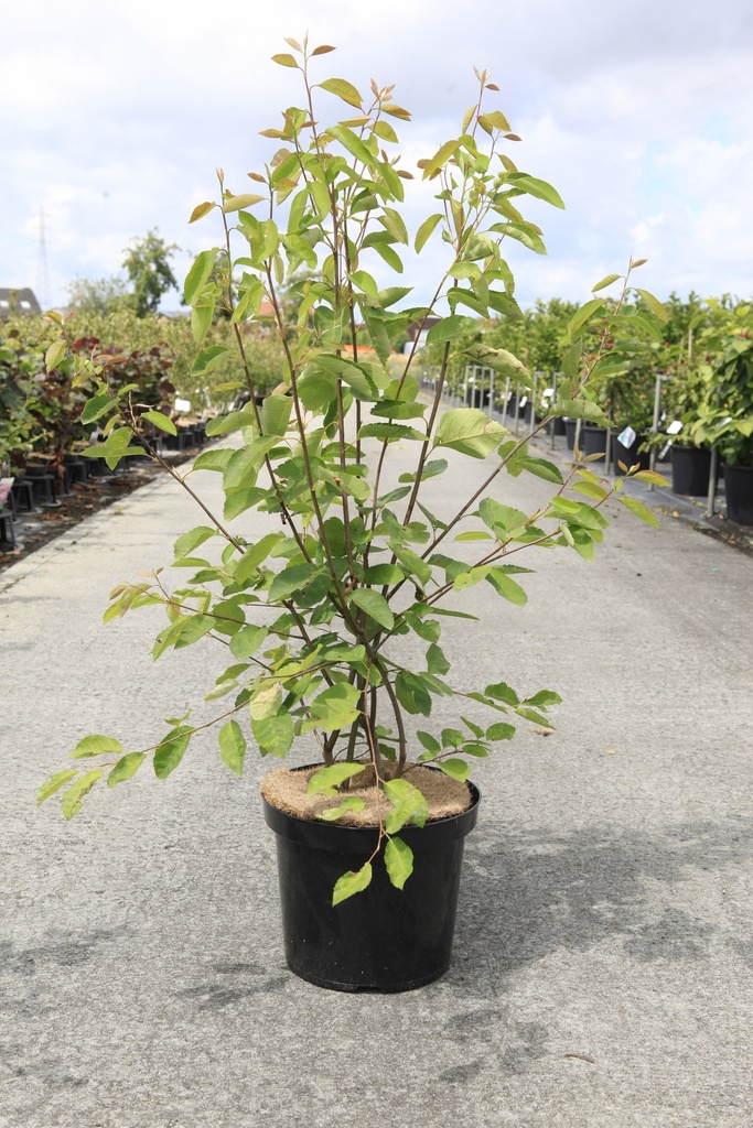 [P] Amelanchier lamarckii cont. 10L 100/+ cm +p