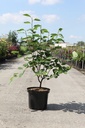 Amelanchier lamarckii cont. 10L 100/+ cm +ф