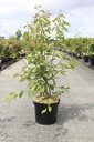 Amelanchier lamarckii cont. 10L 100/+ cm +f