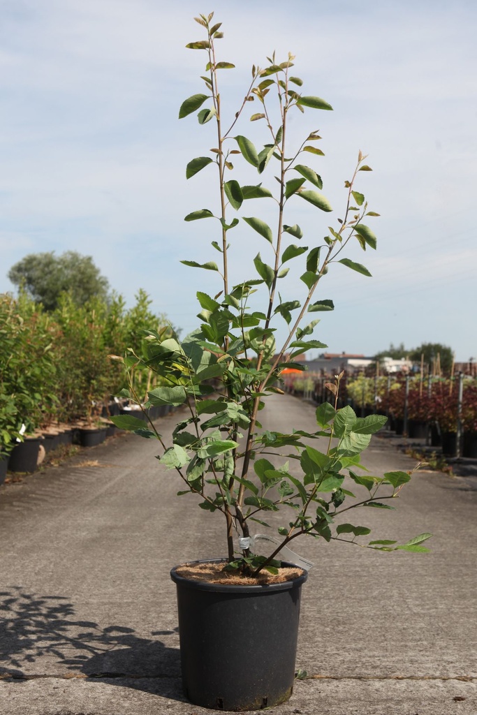 Amelanchier lamarckii cont. 15L 100-125 cm +ф