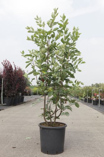 [P] Amelanchier lamarckii cont. 15L 100-125 cm +B