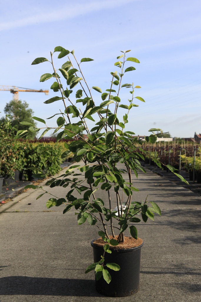 [P] Amelanchier lamarckii cont. 15L 100-125 cm +f