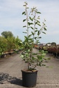 Amelanchier lamarckii cont. 15L 100-125 cm +ф