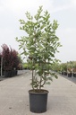 Amelanchier lamarckii cont. 15L 100-125 cm +p