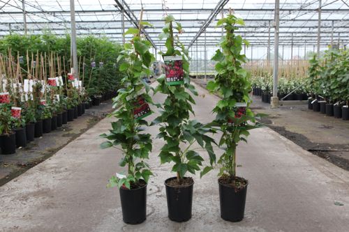 [P] Parthenocissus tricuspidata 'Purpurea' cont. 3L haut 80-100 cm greffé +p