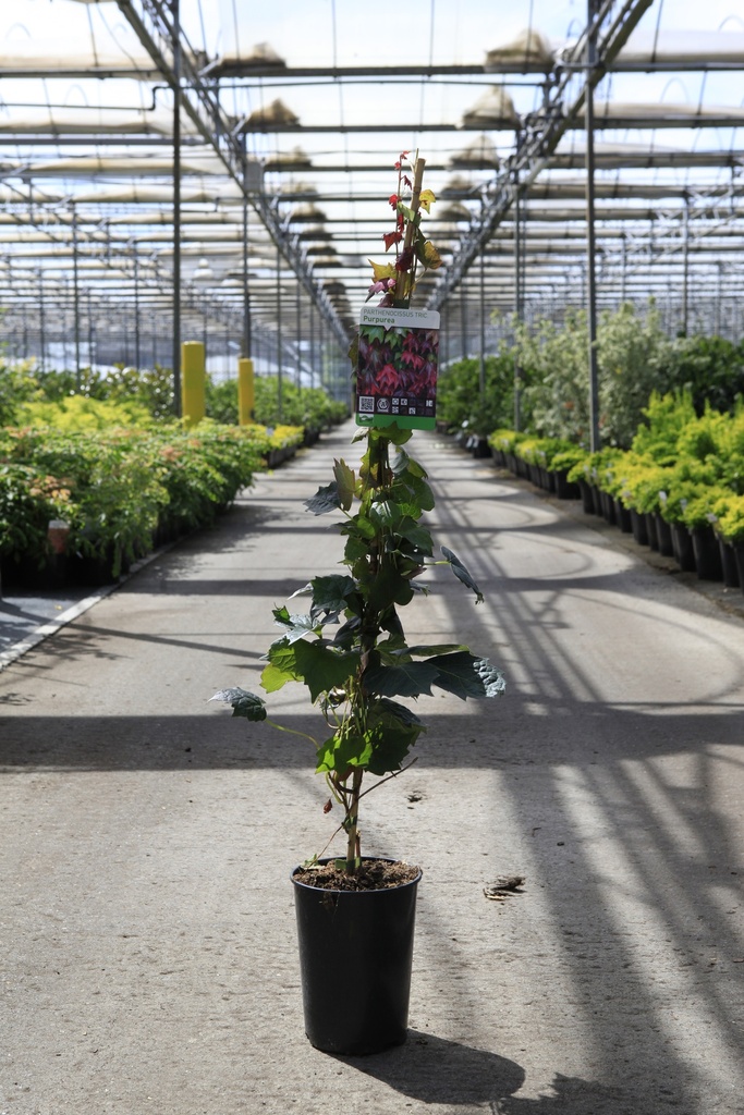 [P] Parthenocissus tricuspidata 'Purpurea' cont. 3L hoog 80-100 cm veredeld +f