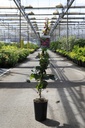 Parthenocissus tricuspidata 'Purpurea' cont. 3L haut 80-100 cm grafted +p