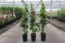 Parthenocissus tricuspidata 'Purpurea' cont. 3L high 80-100 cm grafted +ф