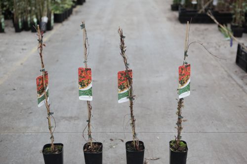 Parthenocissus tricuspidata 'Veitchii' cont. 10L 175-200 cm